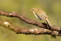 Budnicek vetsi - Phylloscopus trochilus - Willow Warbler 8391